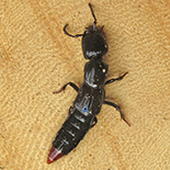 Dolicaon species